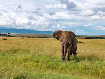 Tiere