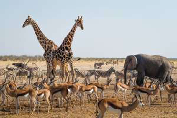 Tiere an einem Wasserloch im Etosha Nationalpark