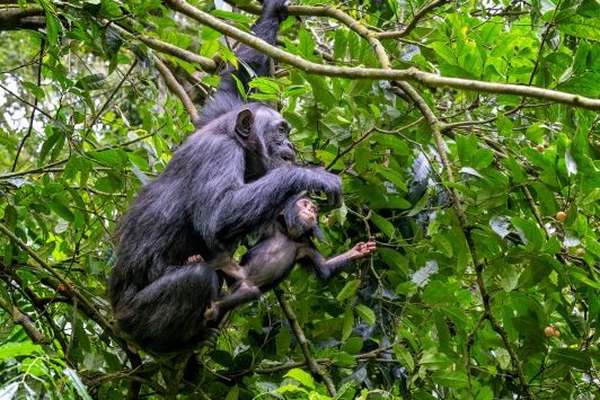 Schimpanse im Kibale Nationalpark