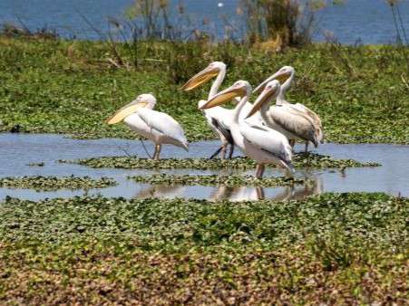 Lake Naivasha in Kenia