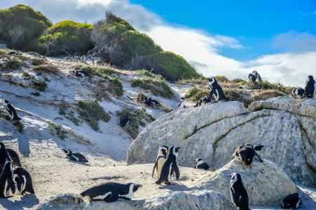 Pinguine am Boulders Beach