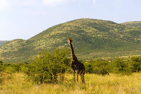 Giraffe im Pilanesberg Nationalpark