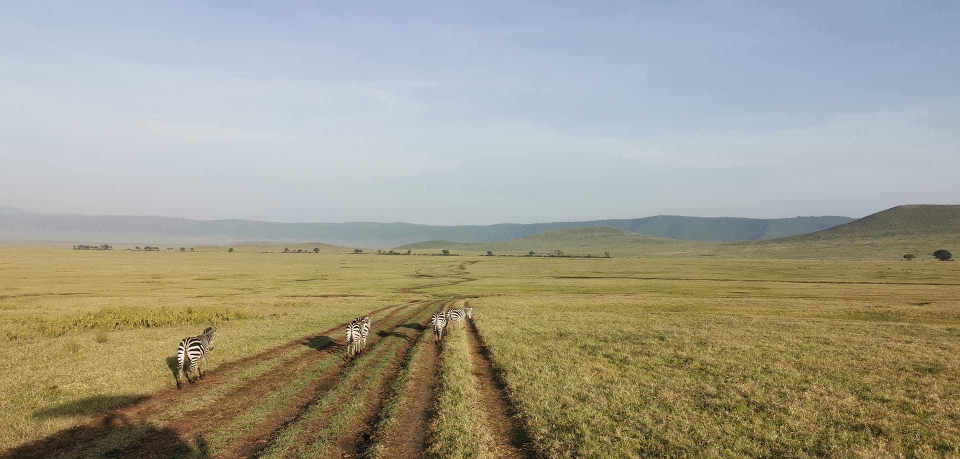 Zebras im Ngorongoro Nationalpark