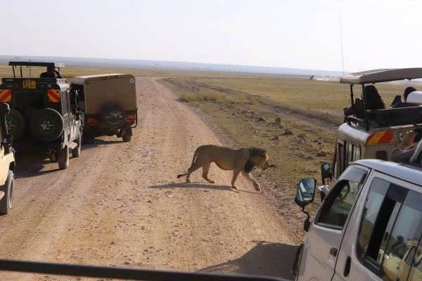 Pirschfahrt im Amboseli Nationalpark