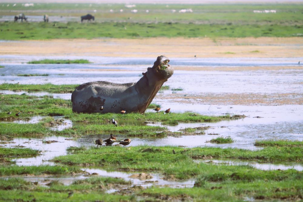 Hippo im Amboseli