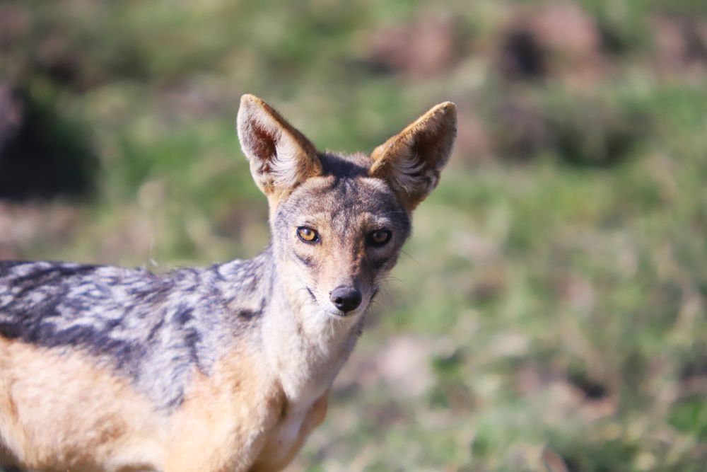 Schakal im Amboseli Nationalpark