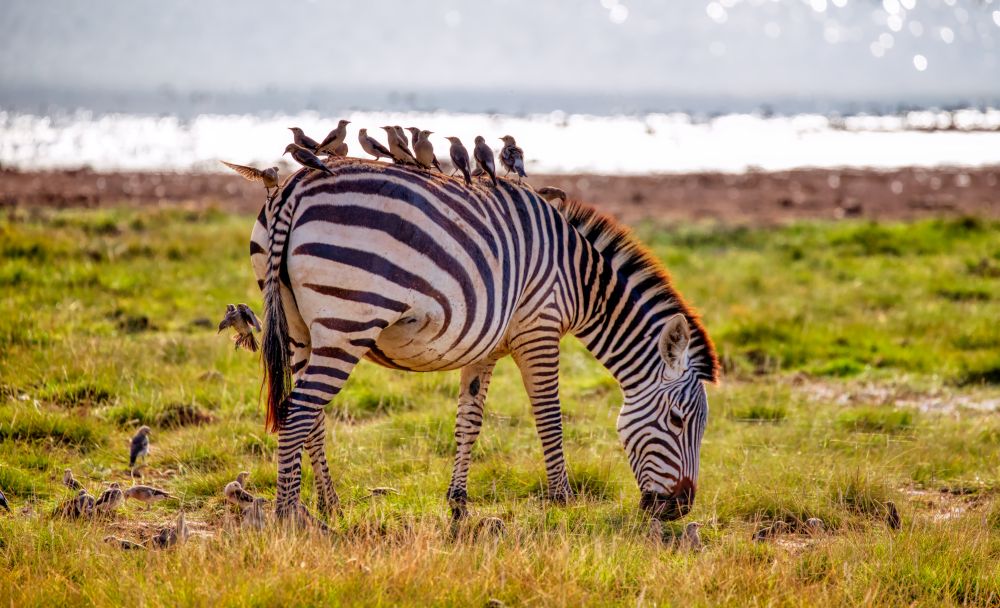 Zebra im Amboseli Nationalpark
