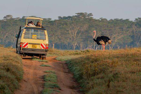 Safari im Lake Nakuru Nationalpark