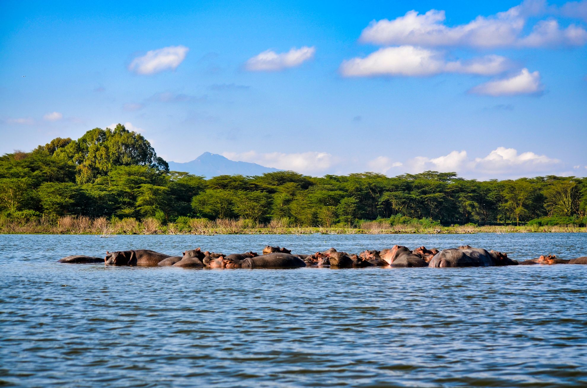 Hippos am Lake Nakuru