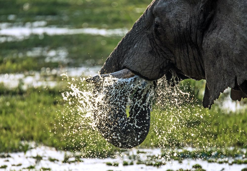 Elefant in der Masai Mara