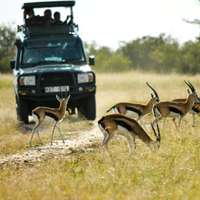 Pirschfahrt in der Masai Mara