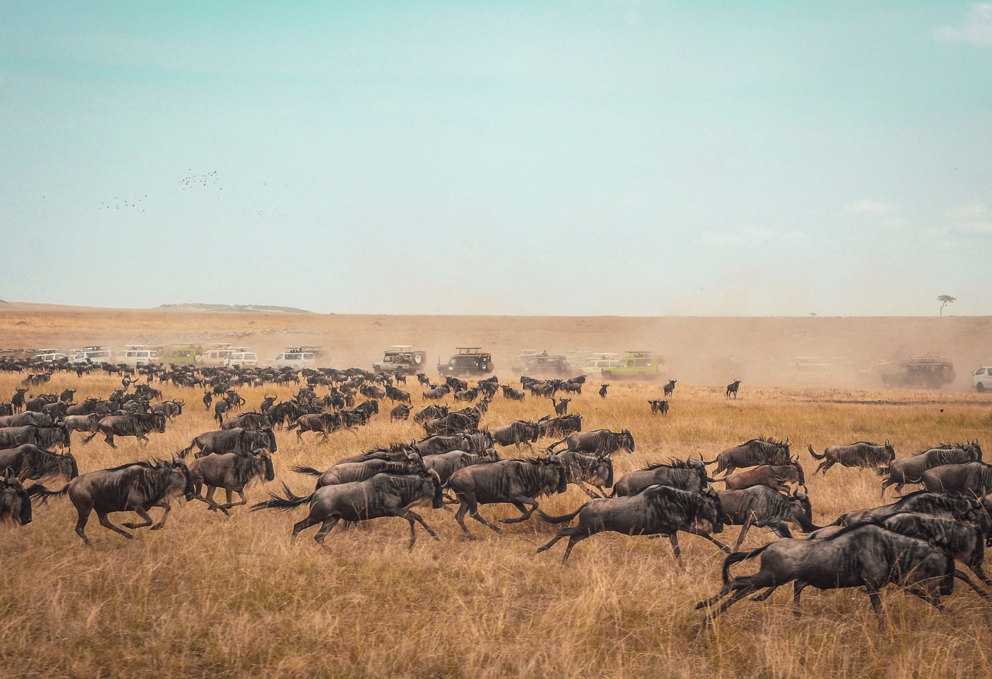 Great Migration in der Masai Mara