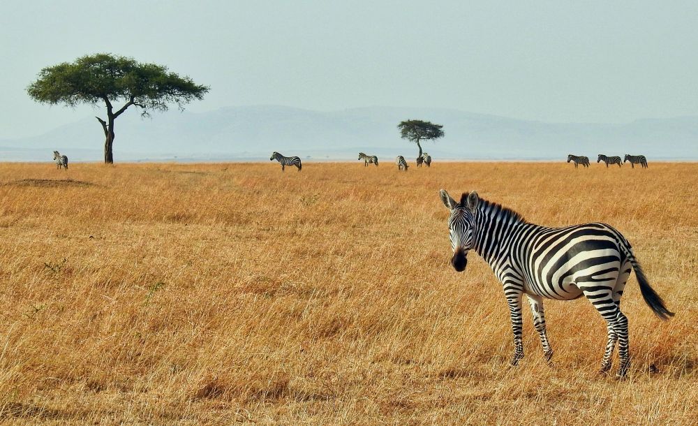 Zebra in der Masai Mara