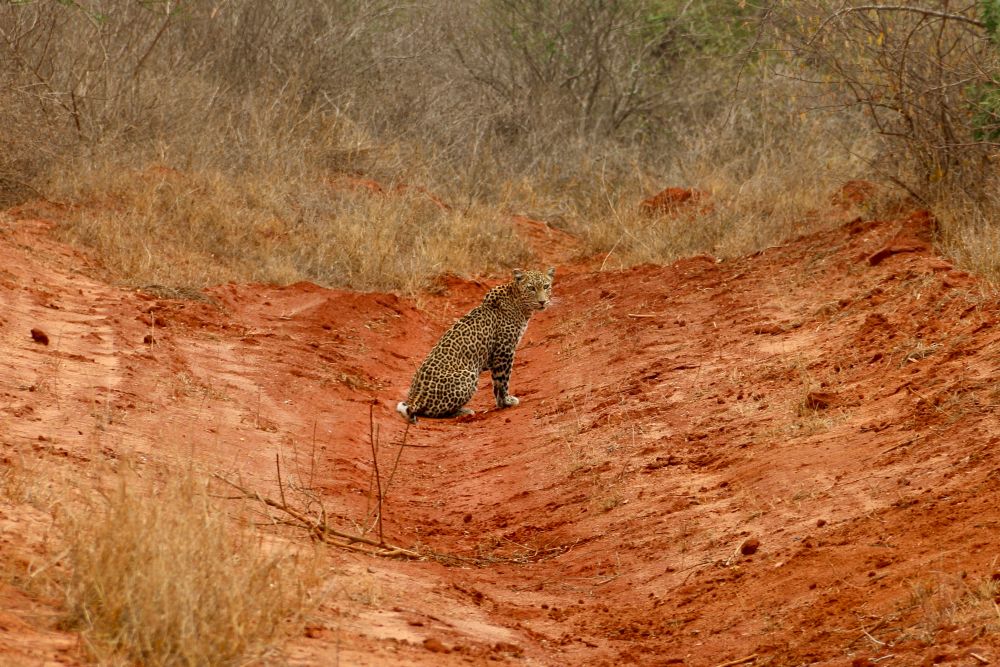Leopard sitzt auf der Erde