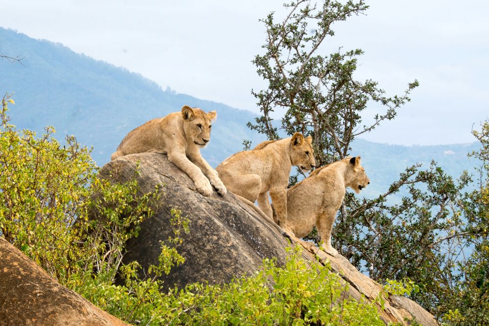Löwen im Tsavo East Nationalpark