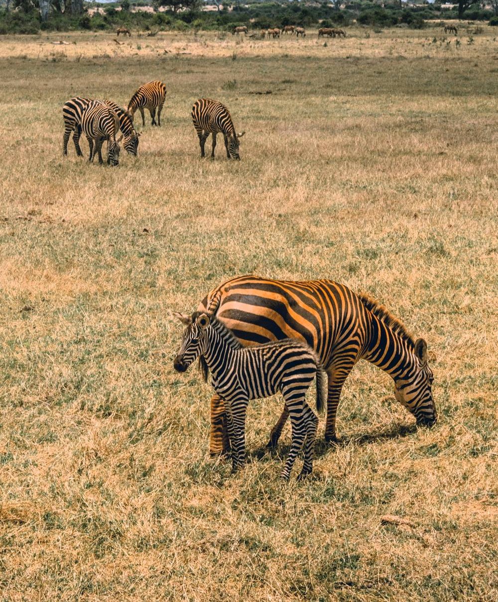 Zebras im Tsavo East