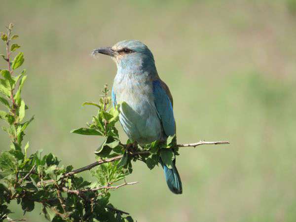 Vogelbeobachtung im Tsavo West