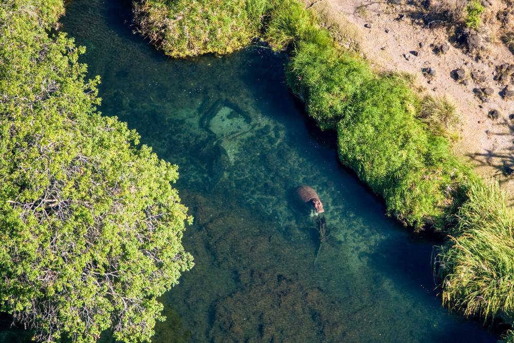 Mzima Springs mit Flusspferd