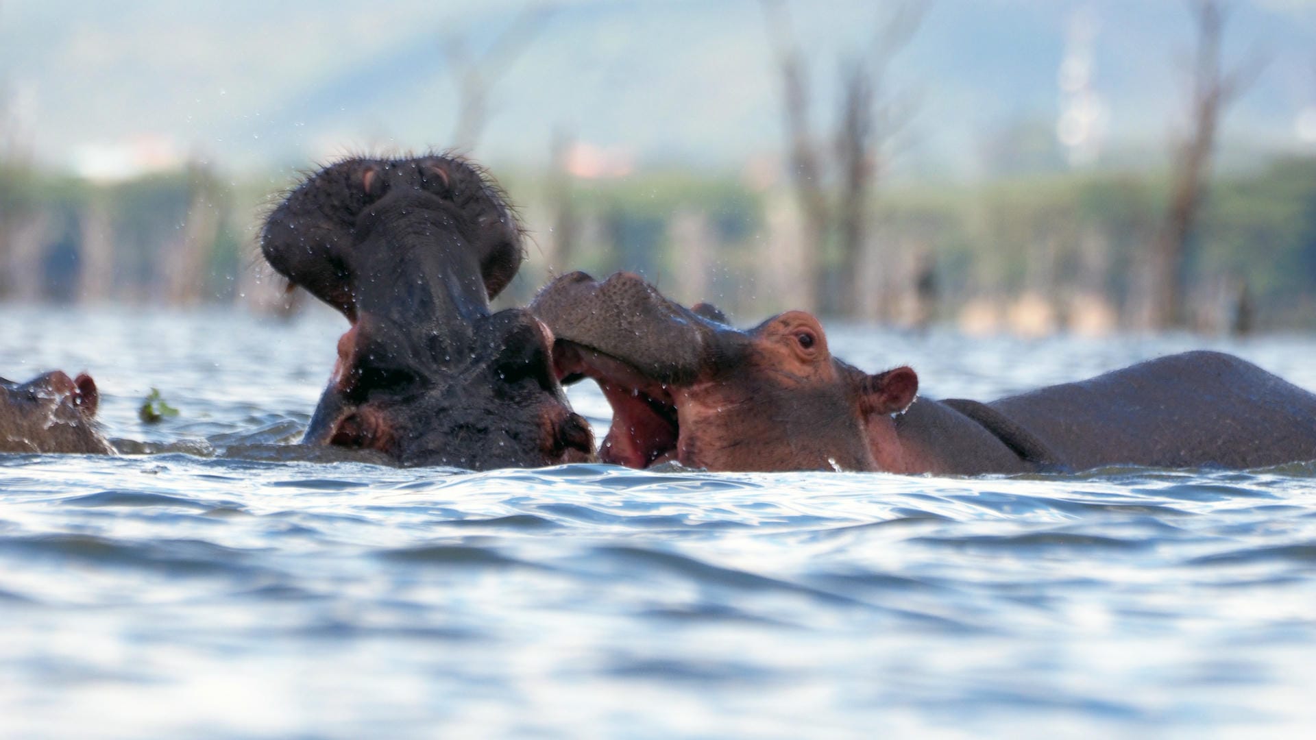 Hippos im Lake Naivasha