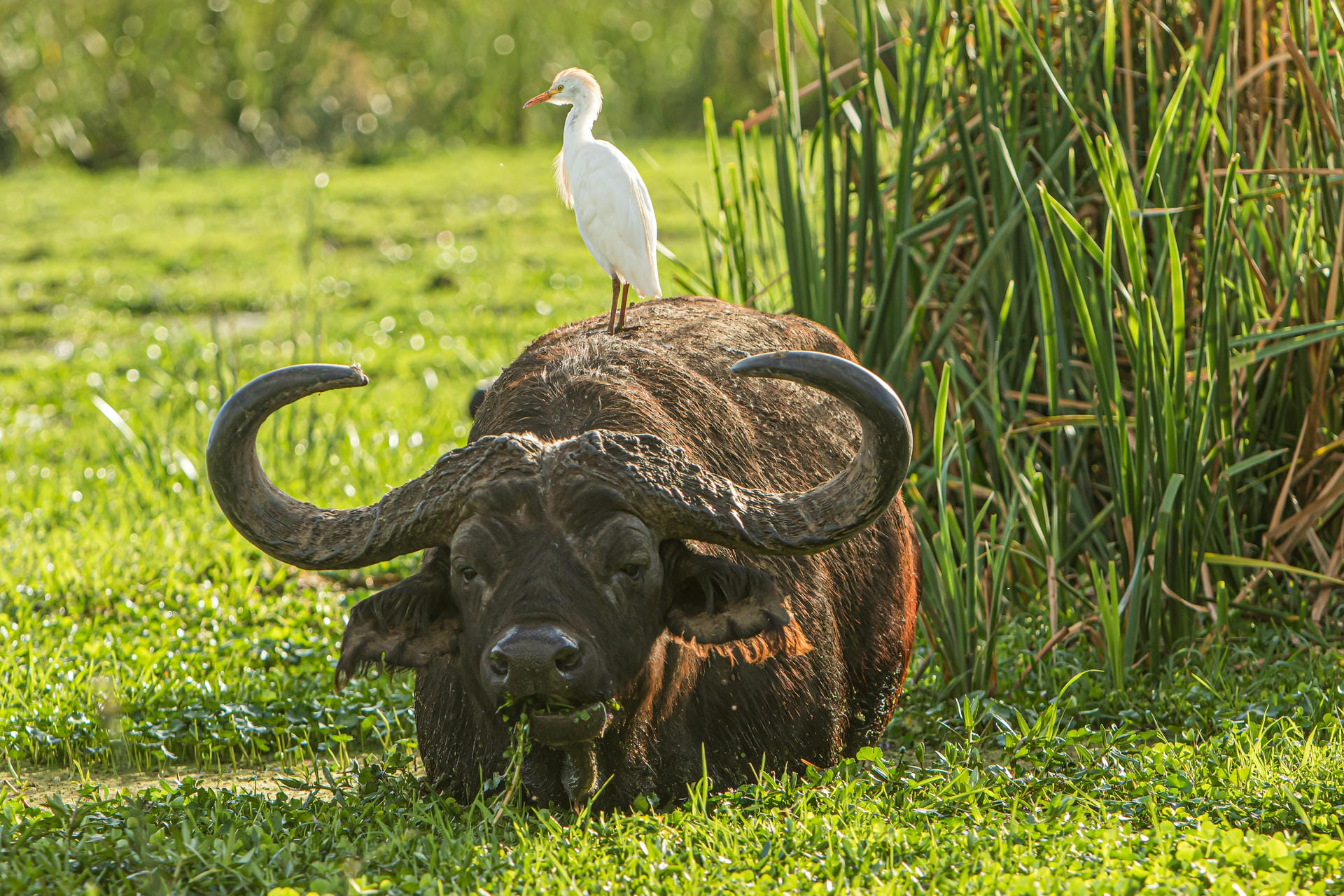 Ein Büffel im Lake Manyara