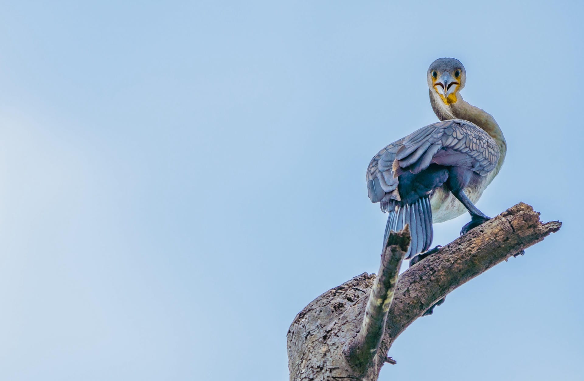 Wunder der Natur im Lake Naivasha