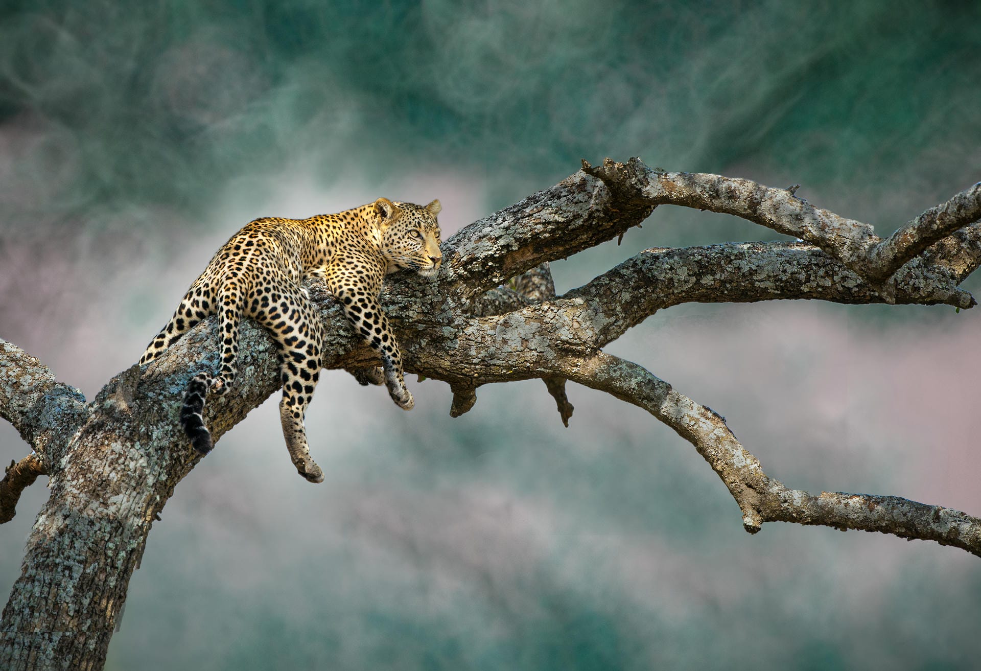 Leopard resting on a branch