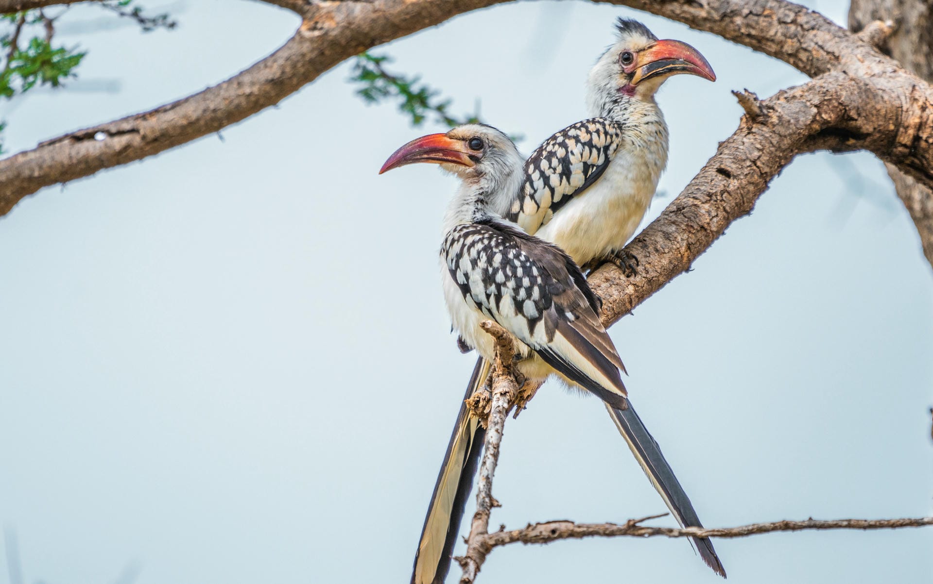 Schönheiten der Natur im Samburu Nationalpark