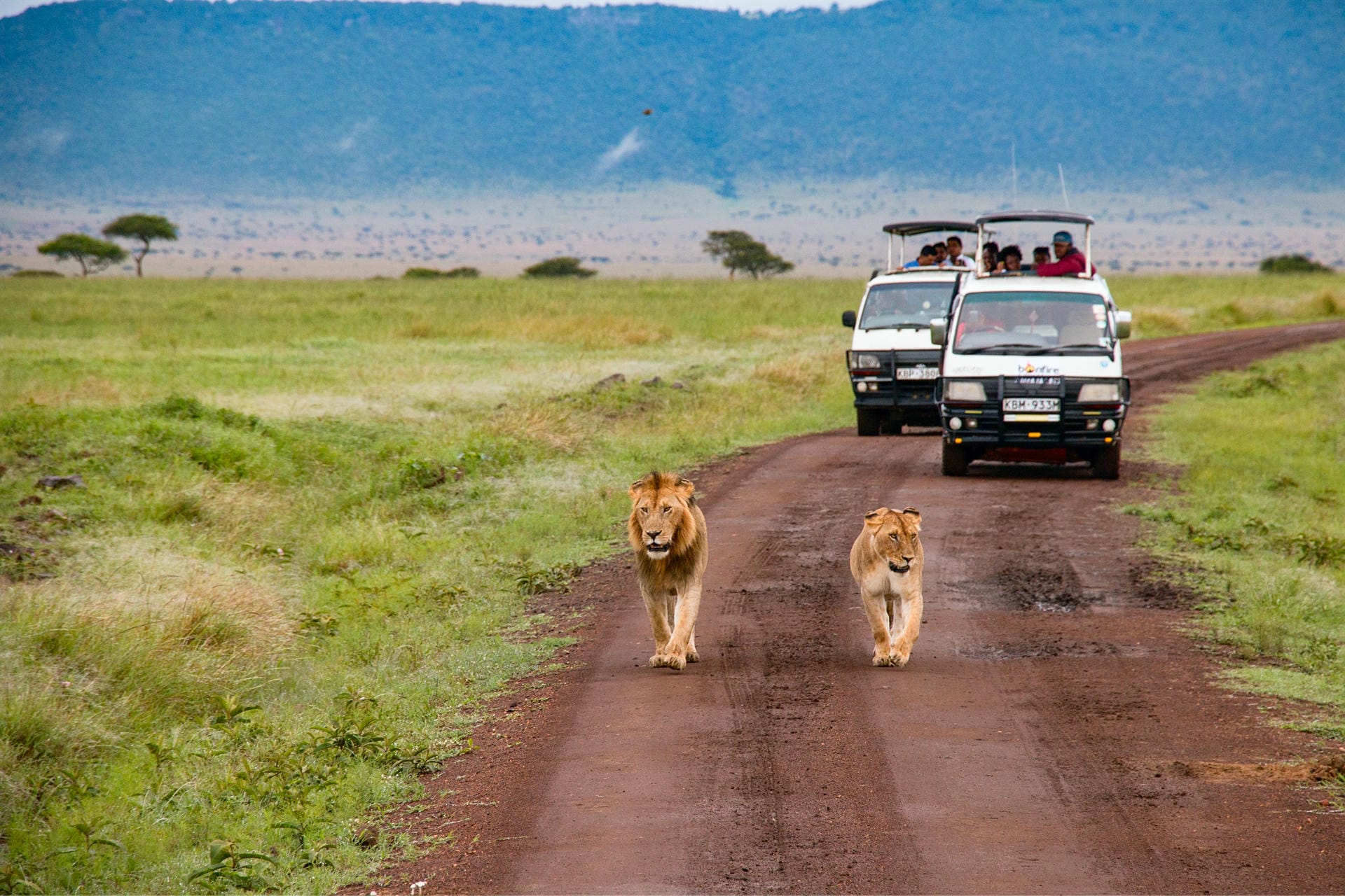 Löwen laufen vor Safari-Autos