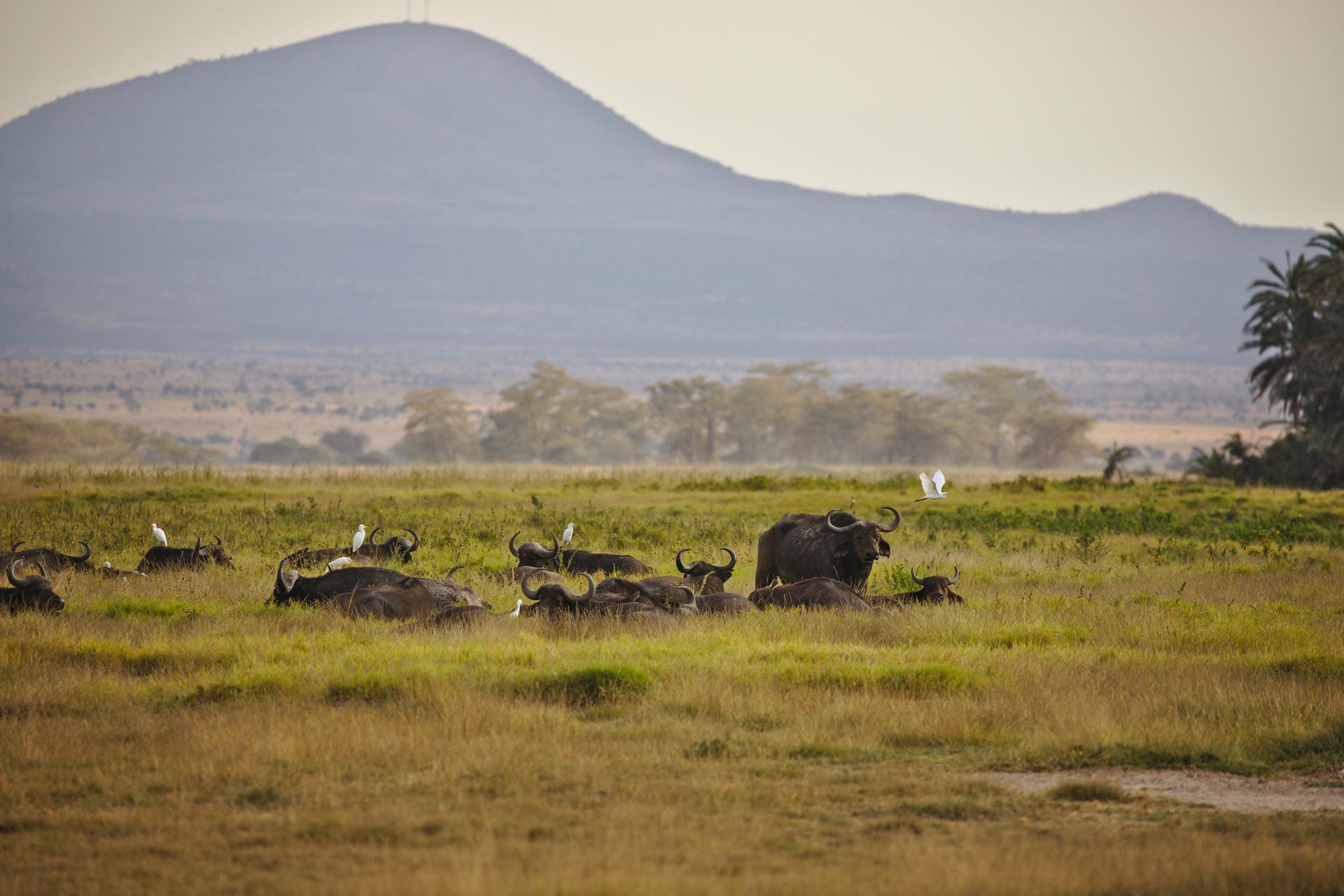 Büffel ruhen im Amboseli Nationalpark