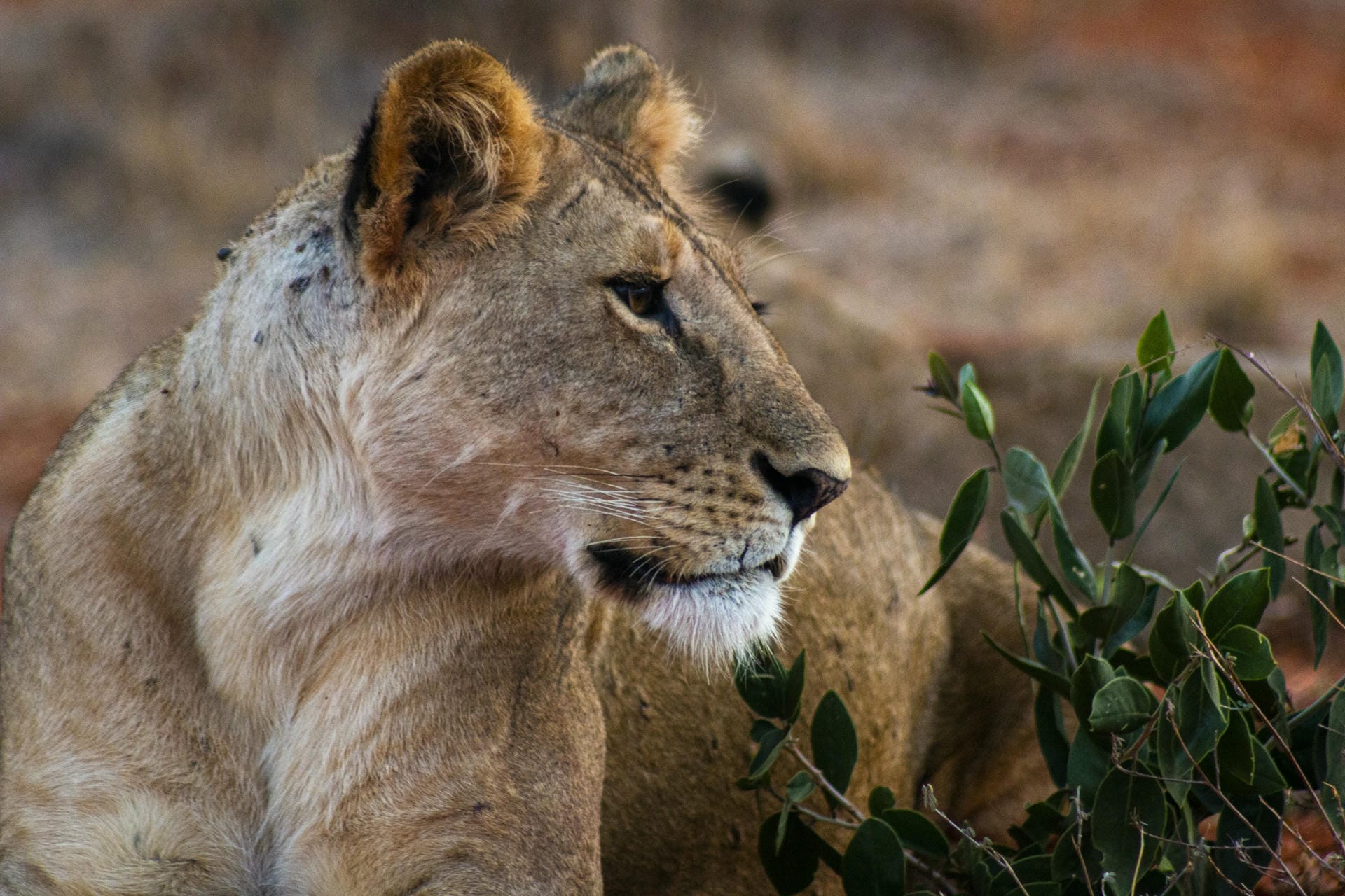 Löwe im Tsavo Nationalpark